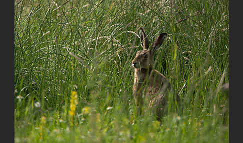 Feldhase (Lepus europaeus)