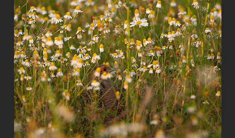 Rebhuhn (Perdix perdix)