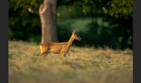 Rehwild (Capreolus capreolus)