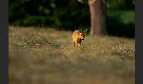 Rehwild (Capreolus capreolus)