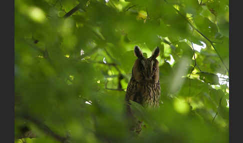 Waldohreule (Asio otus)