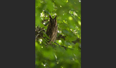 Waldohreule (Asio otus)