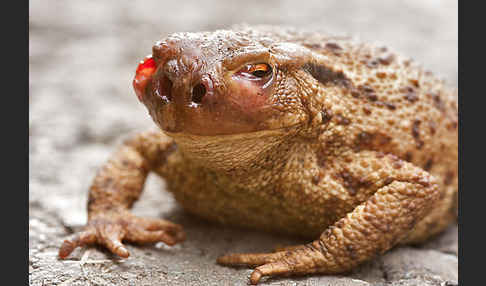 Erdkröte (Bufo bufo)