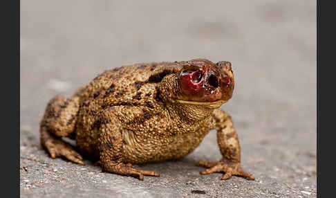 Erdkröte (Bufo bufo)