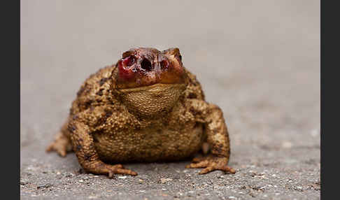 Erdkröte (Bufo bufo)