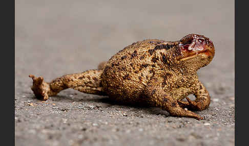 Erdkröte (Bufo bufo)