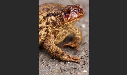 Erdkröte (Bufo bufo)