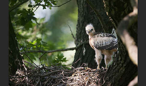 Mäusebussard (Buteo buteo)