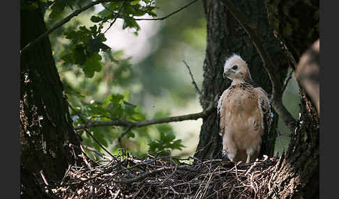 Mäusebussard (Buteo buteo)