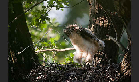 Mäusebussard (Buteo buteo)