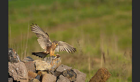 Turmfalke (Falco tinnunculus)