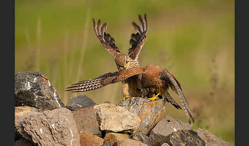 Turmfalke (Falco tinnunculus)