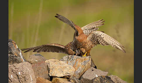 Turmfalke (Falco tinnunculus)