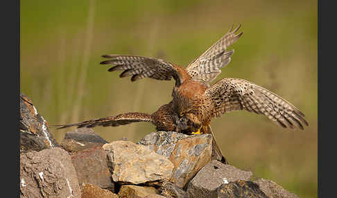 Turmfalke (Falco tinnunculus)