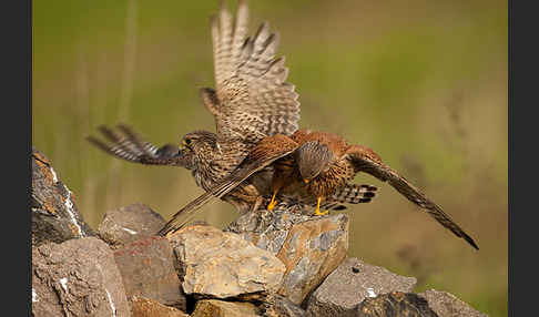 Turmfalke (Falco tinnunculus)