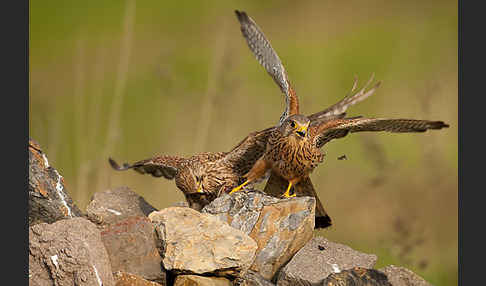 Turmfalke (Falco tinnunculus)