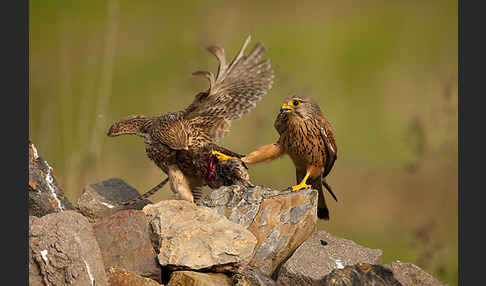 Turmfalke (Falco tinnunculus)