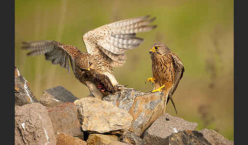 Turmfalke (Falco tinnunculus)