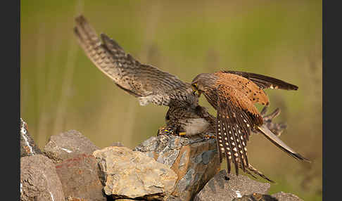 Turmfalke (Falco tinnunculus)