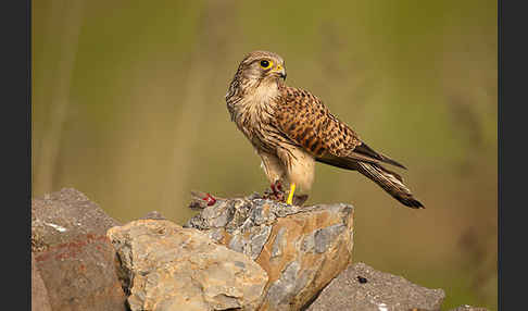 Turmfalke (Falco tinnunculus)