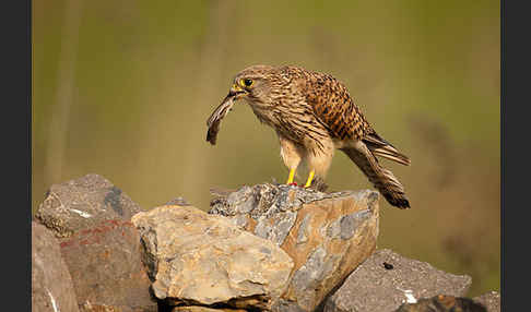 Turmfalke (Falco tinnunculus)