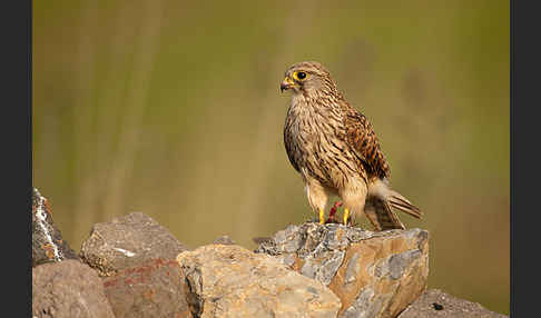 Turmfalke (Falco tinnunculus)