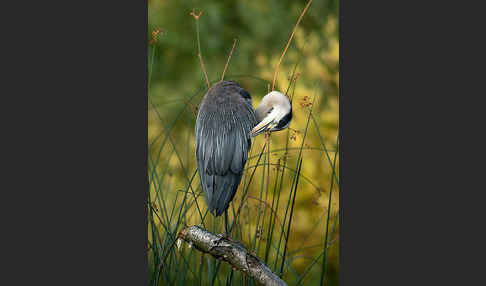 Graureiher (Ardea cinerea)