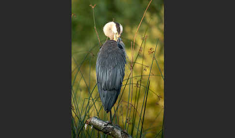 Graureiher (Ardea cinerea)