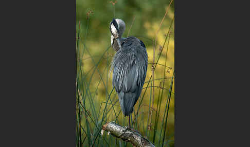 Graureiher (Ardea cinerea)