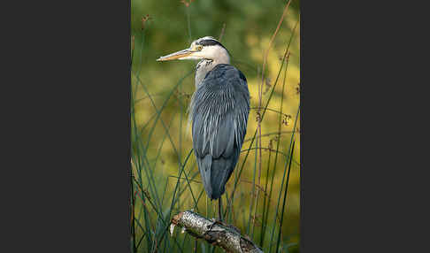 Graureiher (Ardea cinerea)