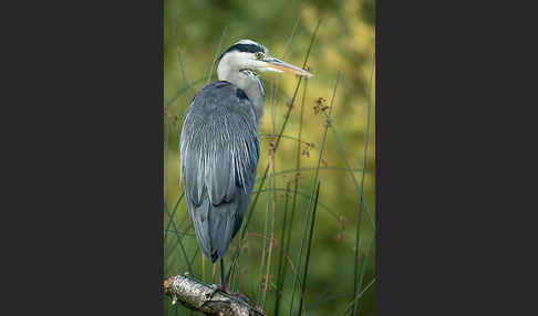 Graureiher (Ardea cinerea)