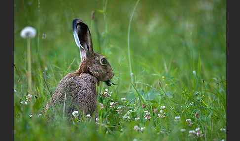 Feldhase (Lepus europaeus)