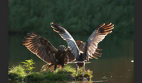 Rohrweihe (Circus aeruginosus)