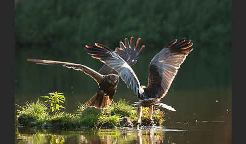 Rohrweihe (Circus aeruginosus)