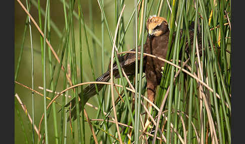 Rohrweihe (Circus aeruginosus)