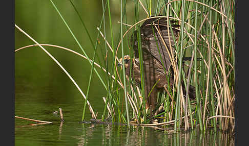 Rohrweihe (Circus aeruginosus)