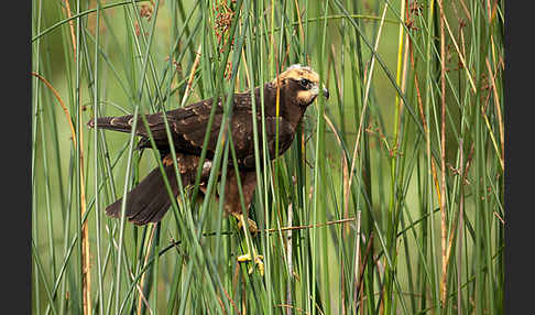 Rohrweihe (Circus aeruginosus)