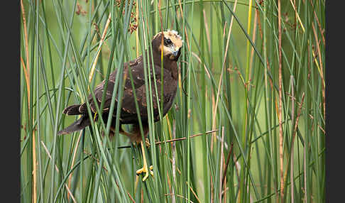 Rohrweihe (Circus aeruginosus)