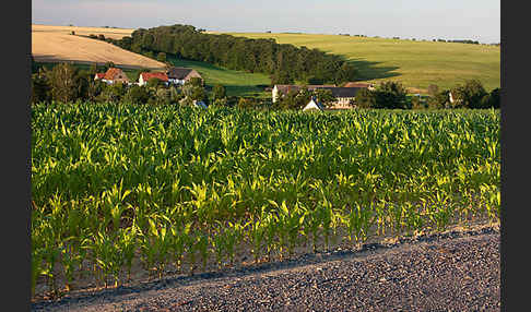 Intensive Landwirtschaft (industrial agriculture)