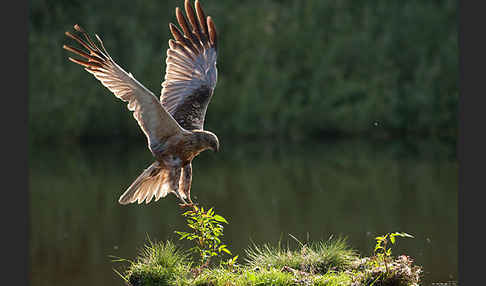 Rohrweihe (Circus aeruginosus)