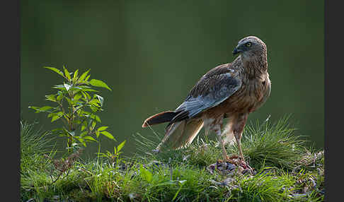 Rohrweihe (Circus aeruginosus)