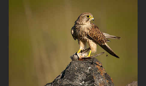 Turmfalke (Falco tinnunculus)