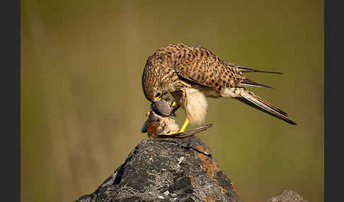 Turmfalke (Falco tinnunculus)