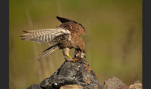 Turmfalke (Falco tinnunculus)