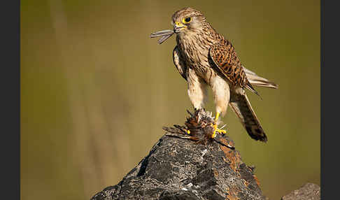 Turmfalke (Falco tinnunculus)