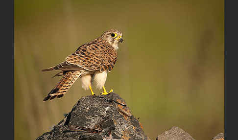 Turmfalke (Falco tinnunculus)