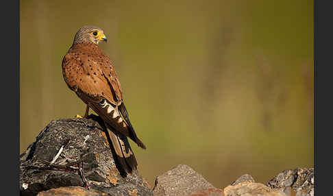 Turmfalke (Falco tinnunculus)