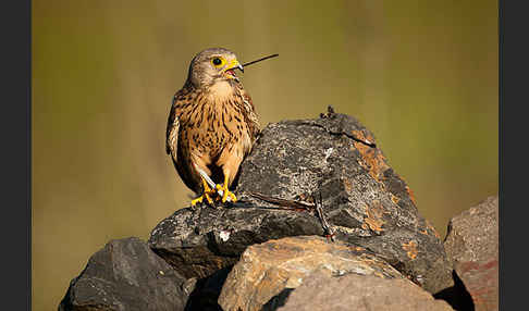 Turmfalke (Falco tinnunculus)