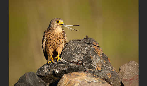 Turmfalke (Falco tinnunculus)