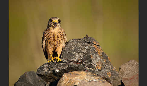 Turmfalke (Falco tinnunculus)